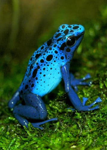 Poison Dart Frog