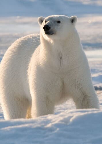 Polar Bear
