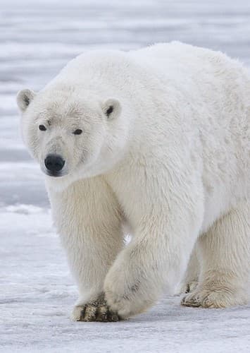 Polar Bear