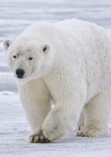 Polar Bear