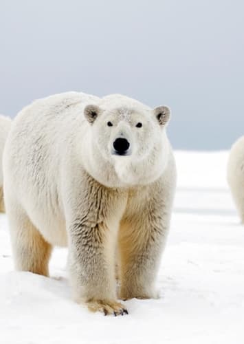 Polar Bear