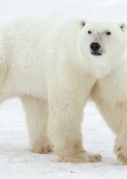 Polar Bear