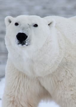 Polar Bear