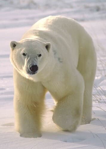 Polar Bear