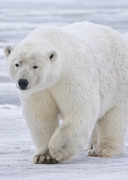 Polar Bear