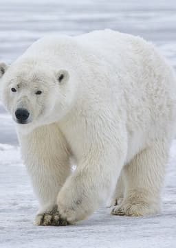 Polar Bear