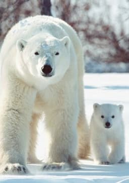 Polar Bear