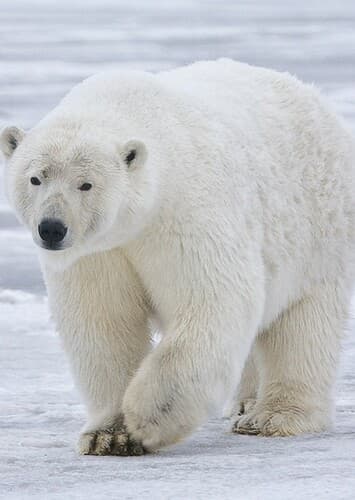 Polar Bear