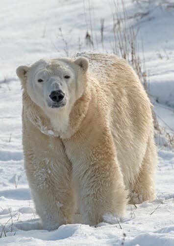 Polar Bear