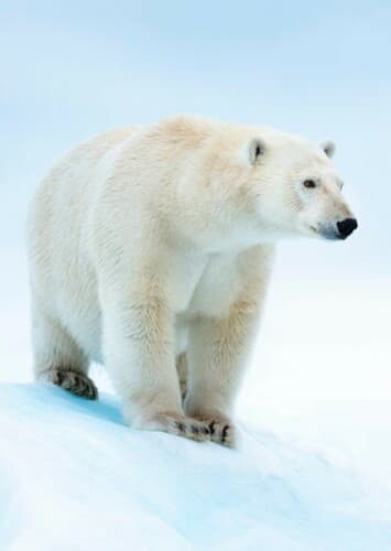 Polar Bear