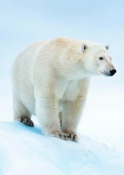 Polar Bear