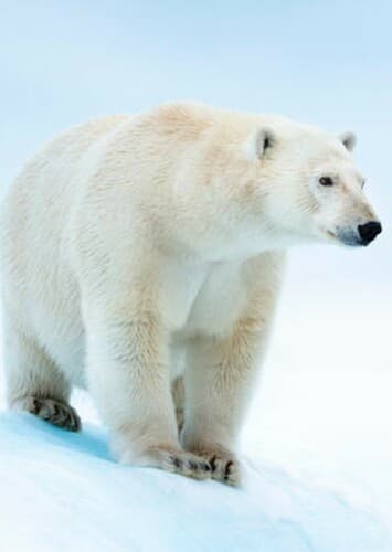 Polar Bear