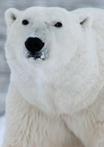 Polar Bear