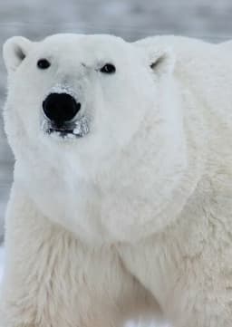 Polar Bear