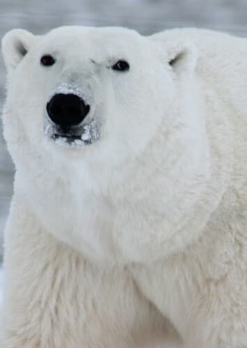 Polar Bear