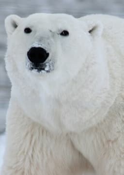 Polar Bear