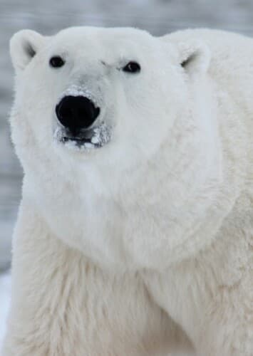 Polar Bear