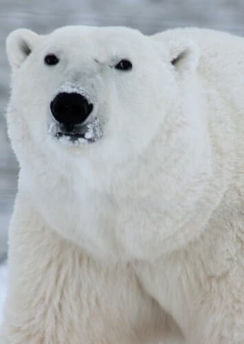 Polar Bear