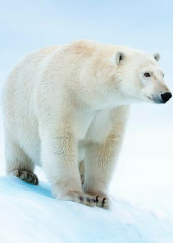 Polar Bear