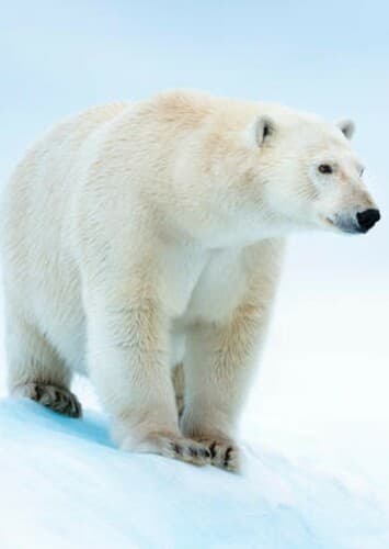 Polar Bear