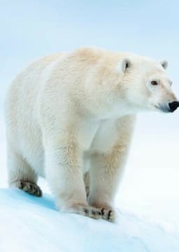 Polar Bear