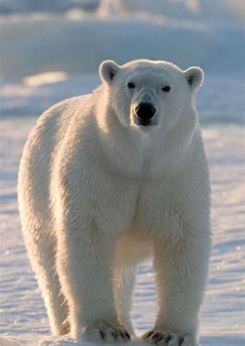 Polar Bear