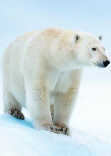 Polar Bear