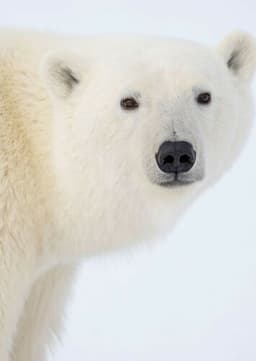 Polar Bear