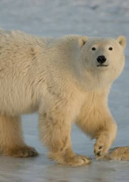 Polar Bear