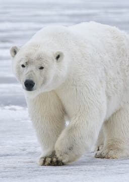 Polar Bear