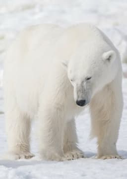 Polar Bear