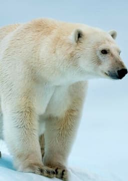 Polar Bear