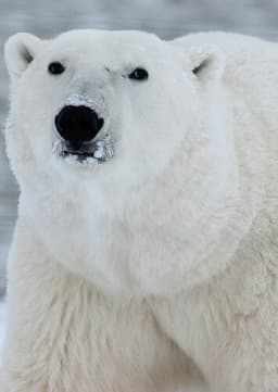 Polar Bear