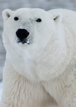 Polar Bear