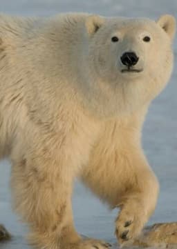 Polar Bear