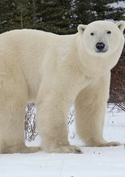 Polar Bear