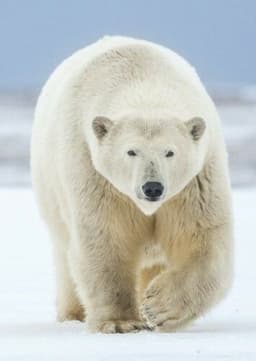 Polar Bear
