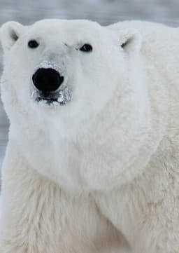 Polar Bear