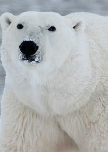Polar Bear