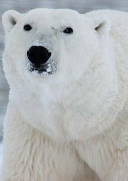 Polar Bear