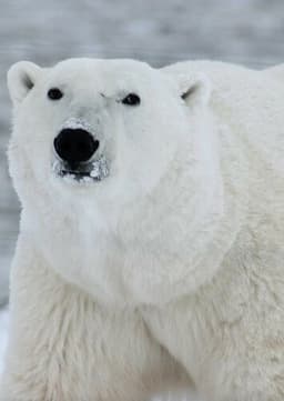 Polar Bear