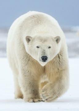 Polar Bear