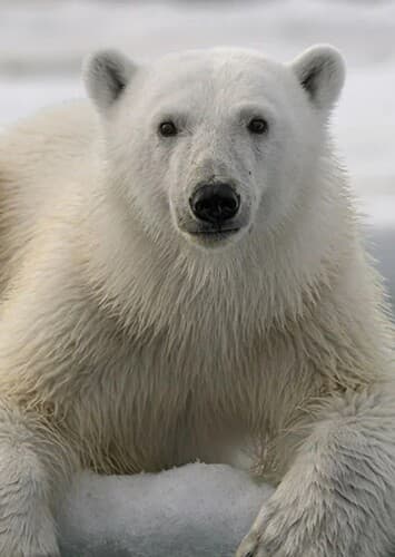 Polar Bear