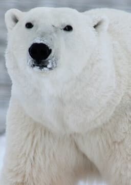 Polar Bear