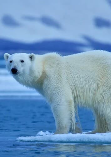 Polar Bear
