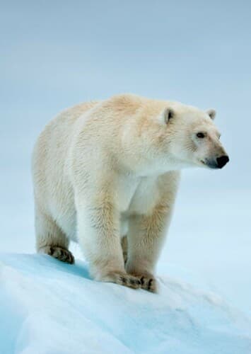 Polar Bear