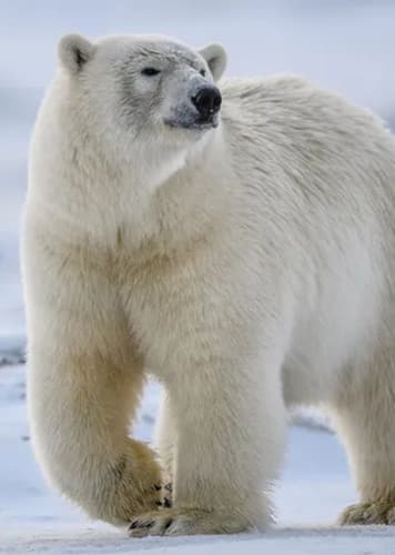 Polar Bear
