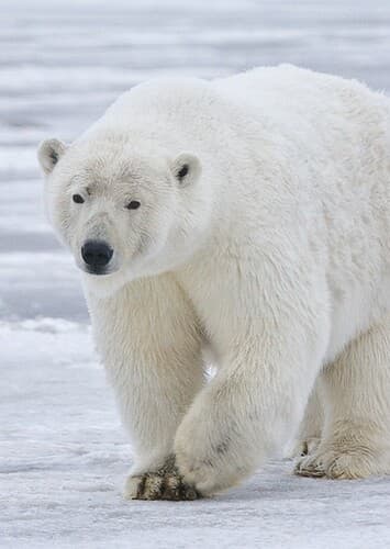 Polar Bear