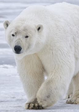 Polar Bear