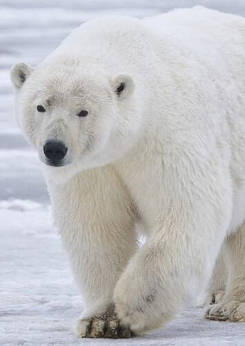 Polar Bear